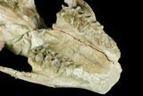 Fossil Oreodont (Merycoidodon) Skull - Wyoming #174373-4